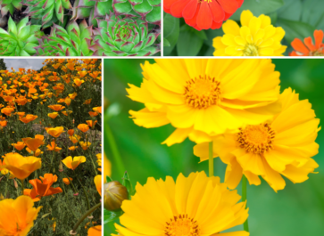 full sun drought tolerant plants