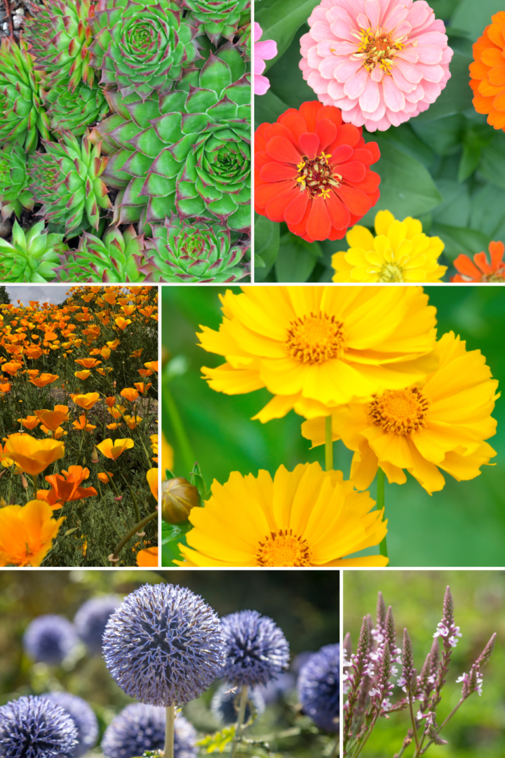 full sun drought tolerant plants