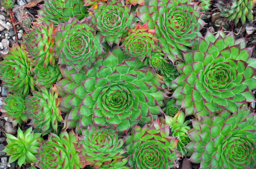 full sun drought tolerant plants succulents