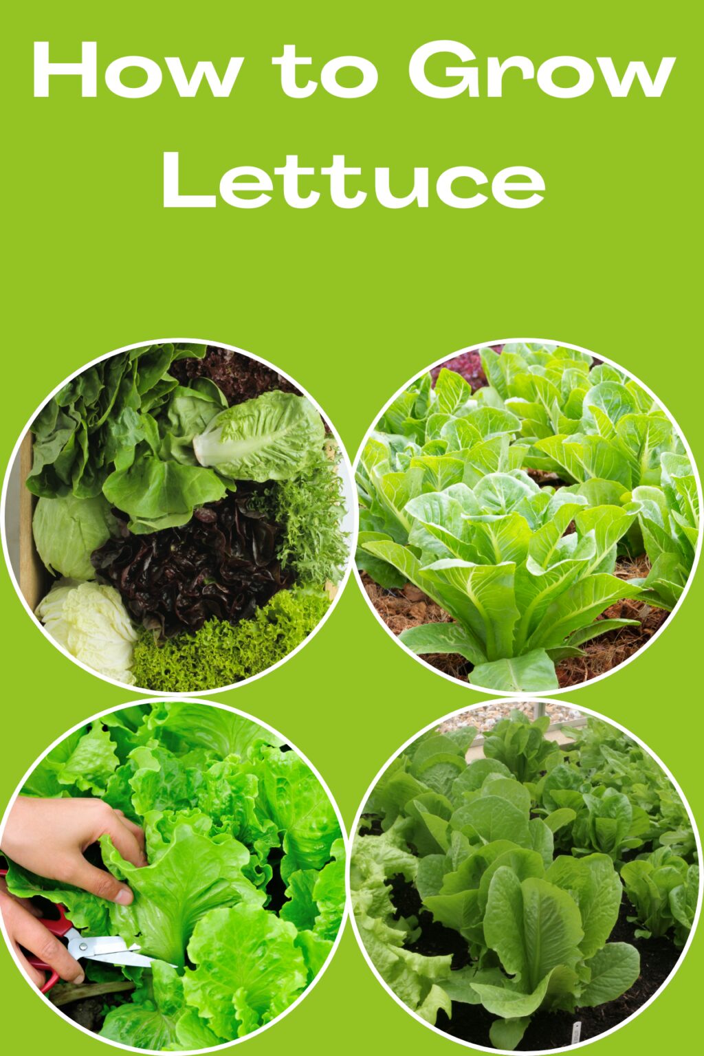 How To Grow Lettuce All Season Long The Real Gardener