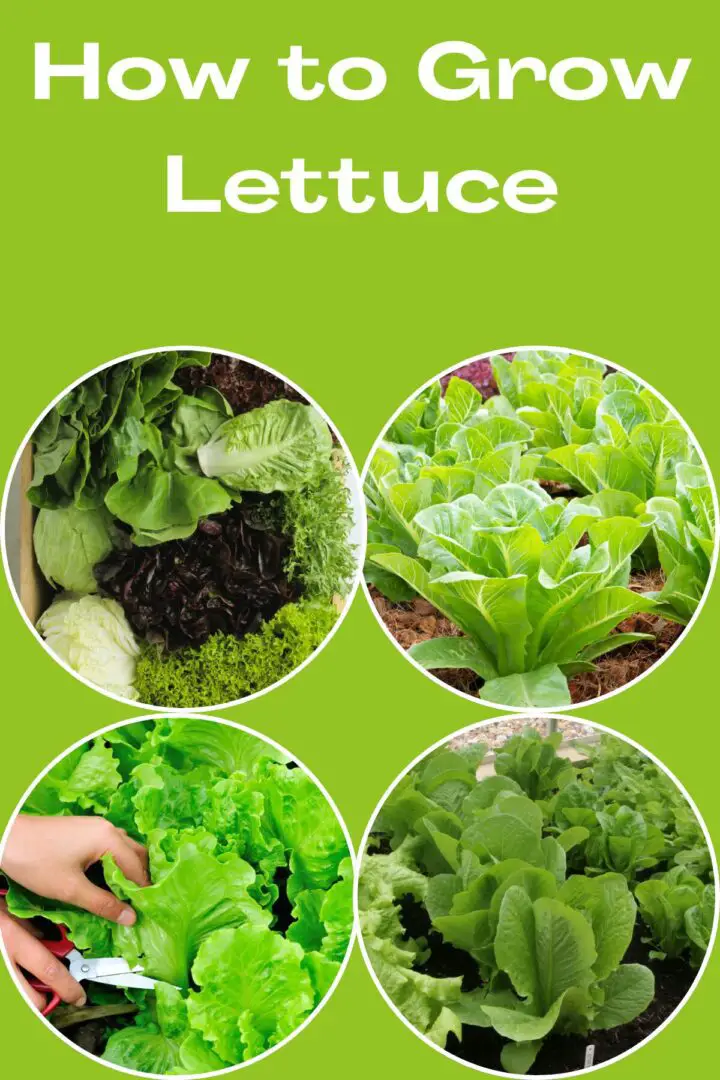 how to grow lettuce pinterest pin