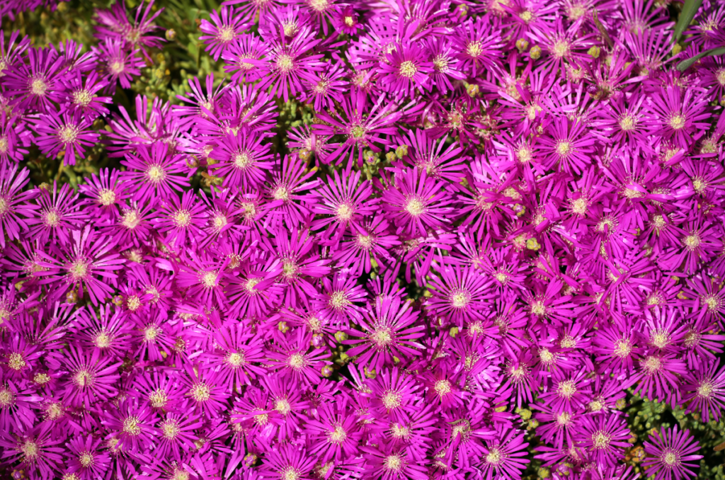 full sun drought tolerant plants ice plants