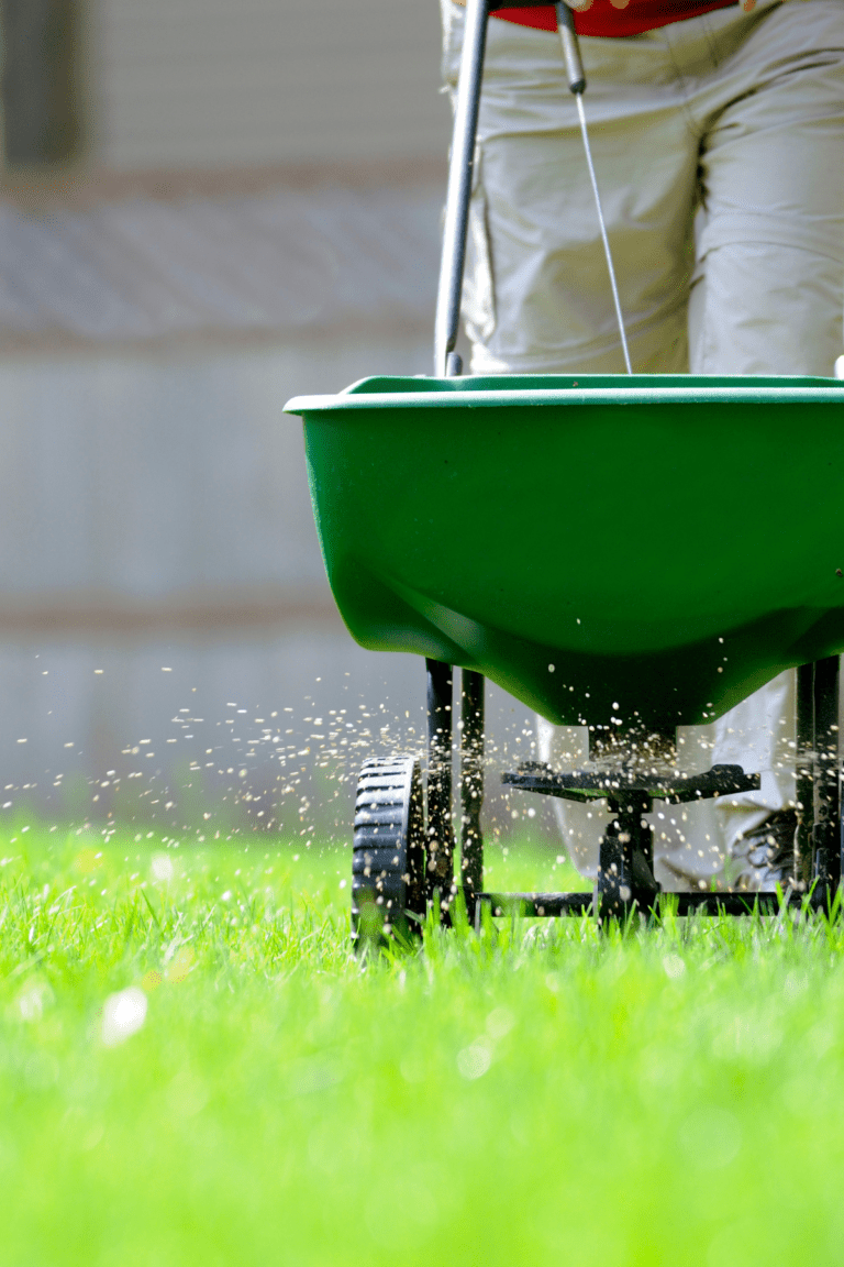 fertilizing lawns in summer