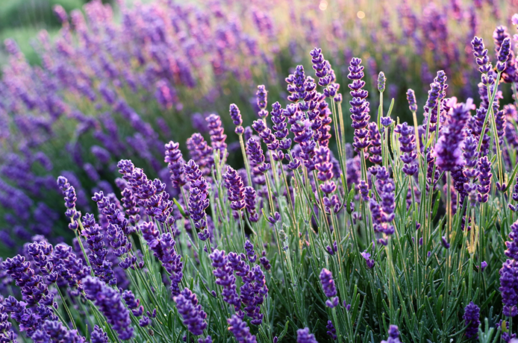 full sun drought tolerant plants lavender