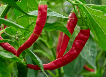 how to grow peppers