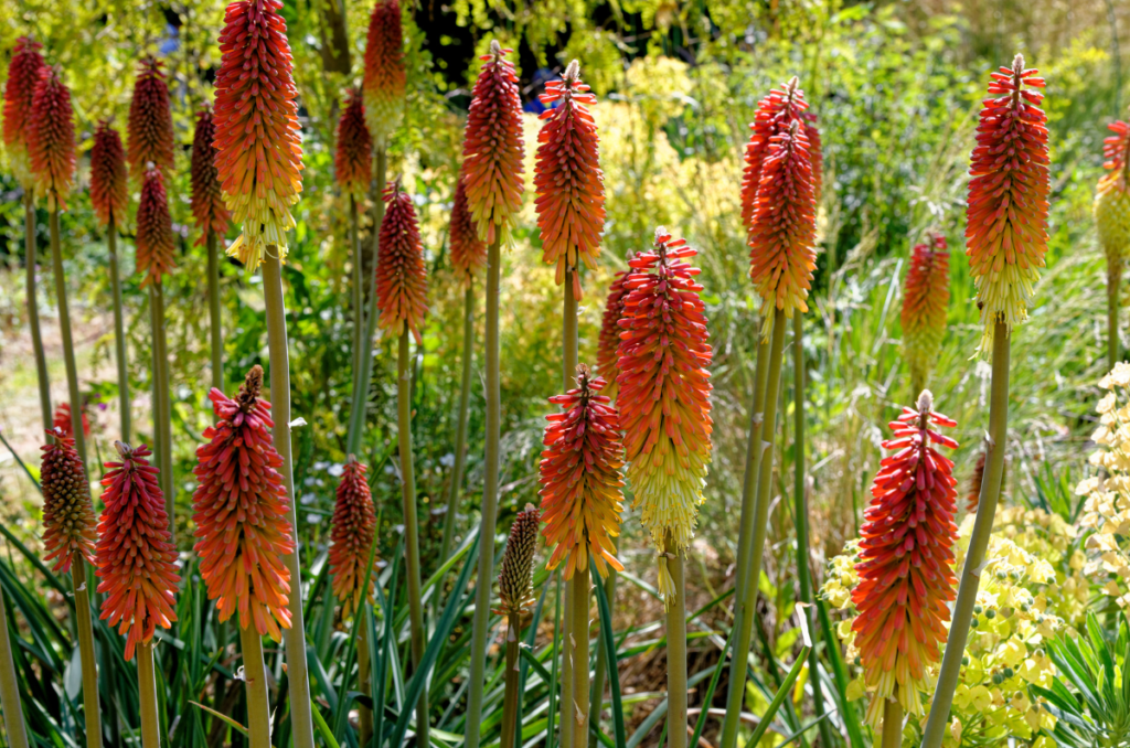 full sun drought tolerant plants red hot poker