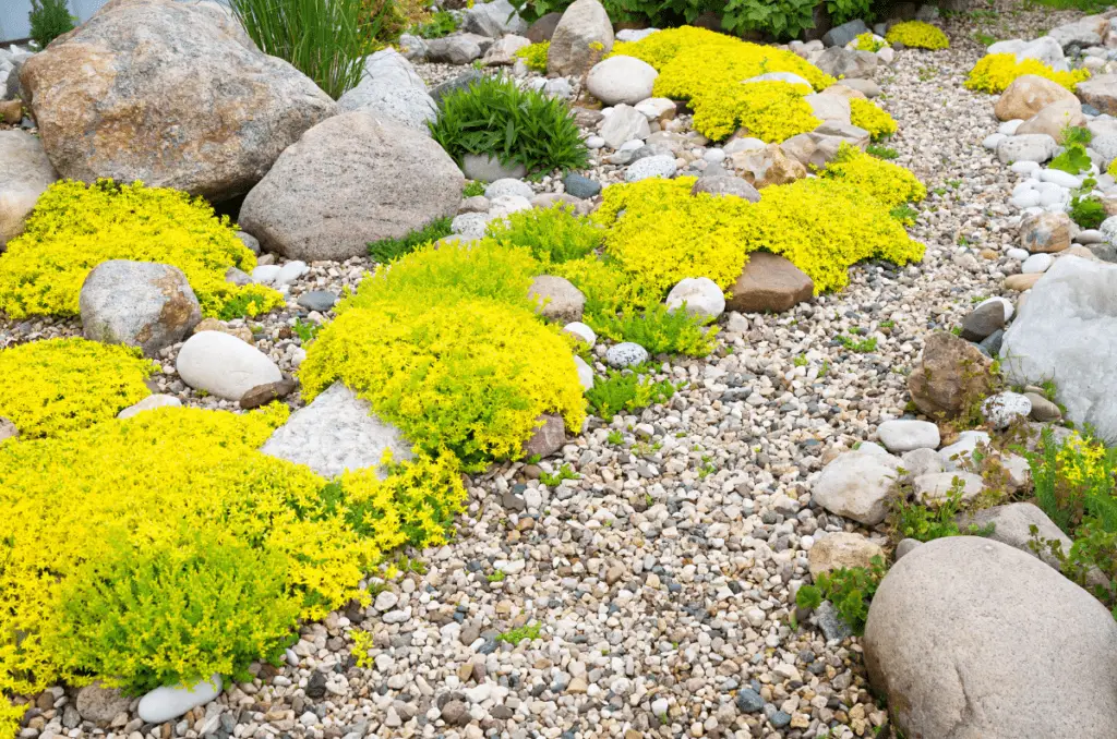 landscaping ideas around tree roots with gravel