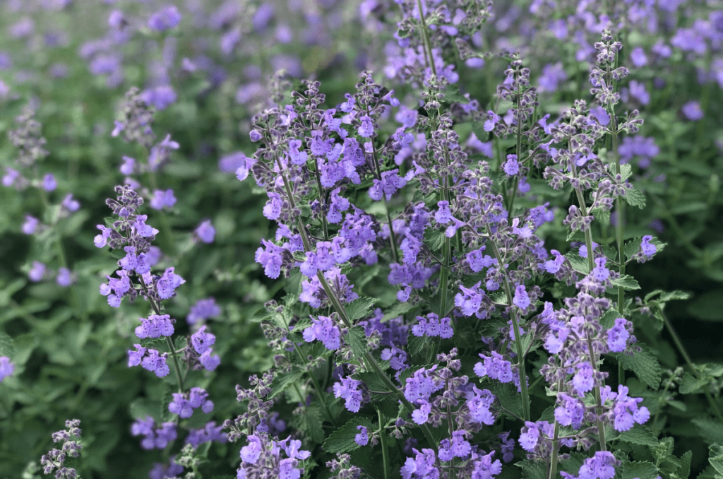 full sun drought tolerant plants Russian sage