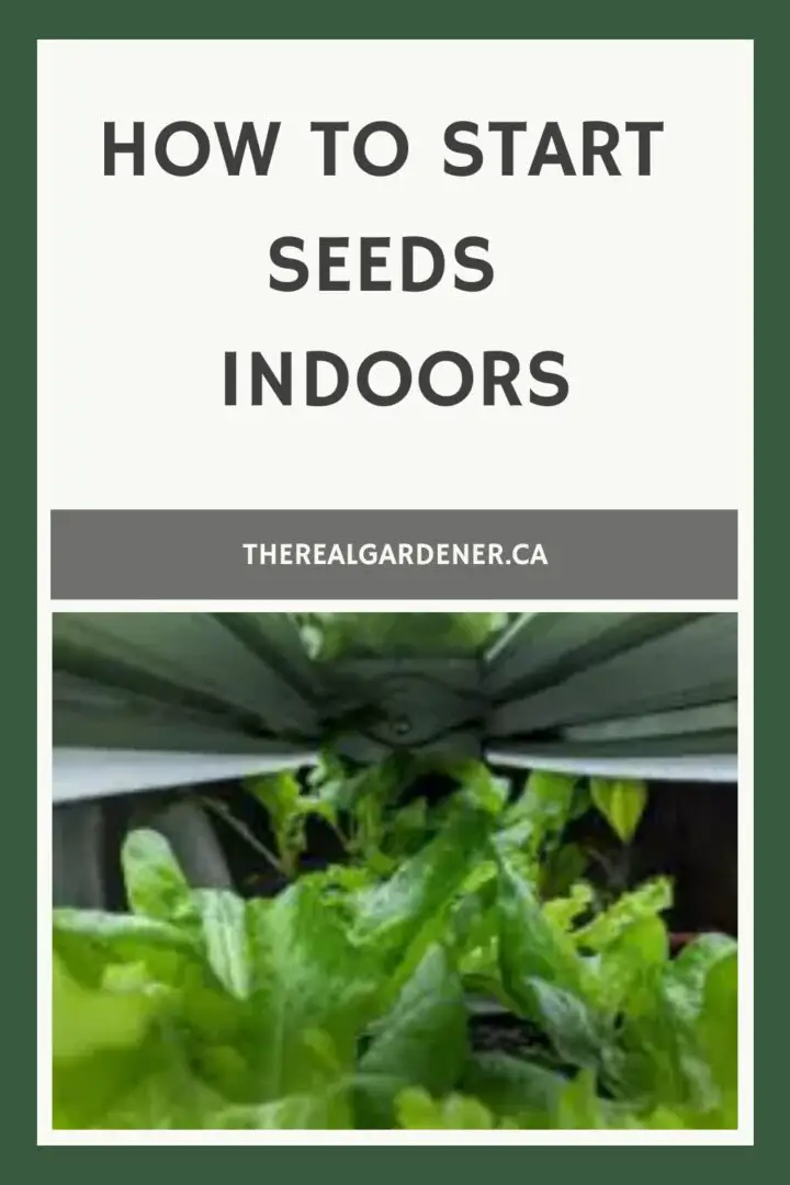 how to start seeds indoors Pinterest pin