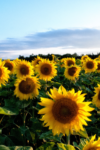 do sunflowers prevent other plants from growing