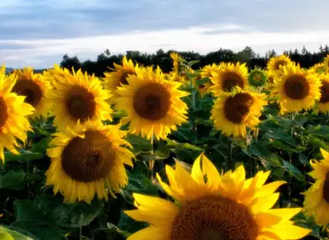 do sunflowers prevent other plants from growing