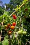 indeterminate tomato trellis ideas