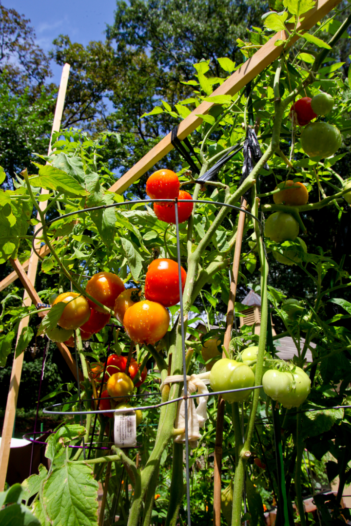 indeterminate tomato trellis ideas