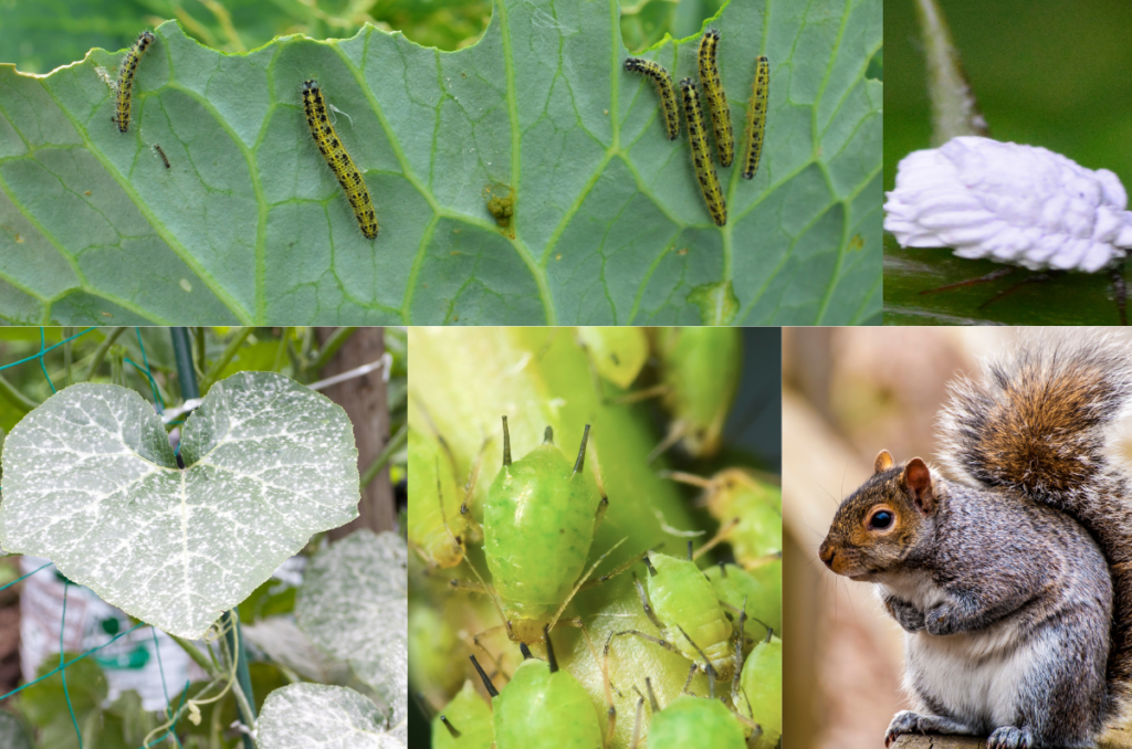 garden pests for pest control winter garden