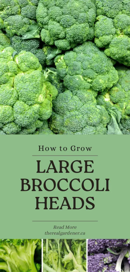 how to grow broccoli Pinterest pin