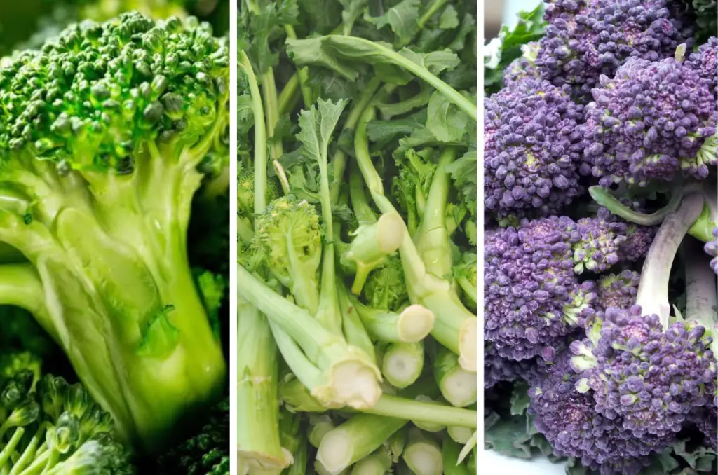 how to grow broccoli varieties