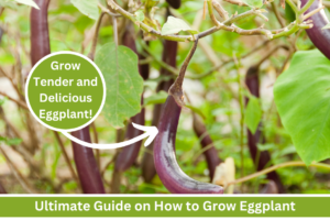 how to grow eggplant