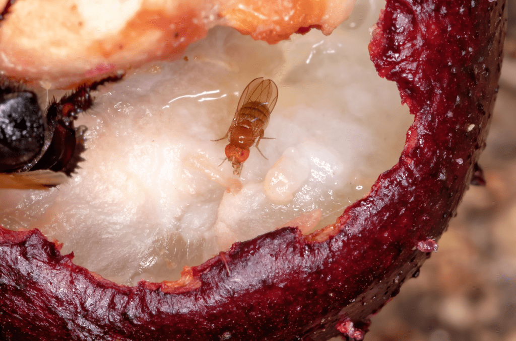 fruit fly eating rotting fruit