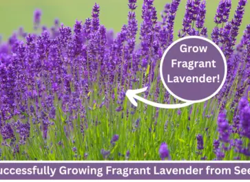 growing lavender from seed