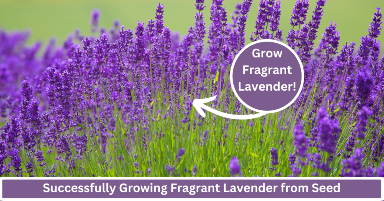 growing lavender from seed