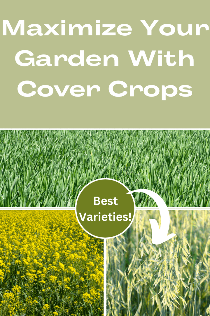 cover crops for raised beds Pinterest pin