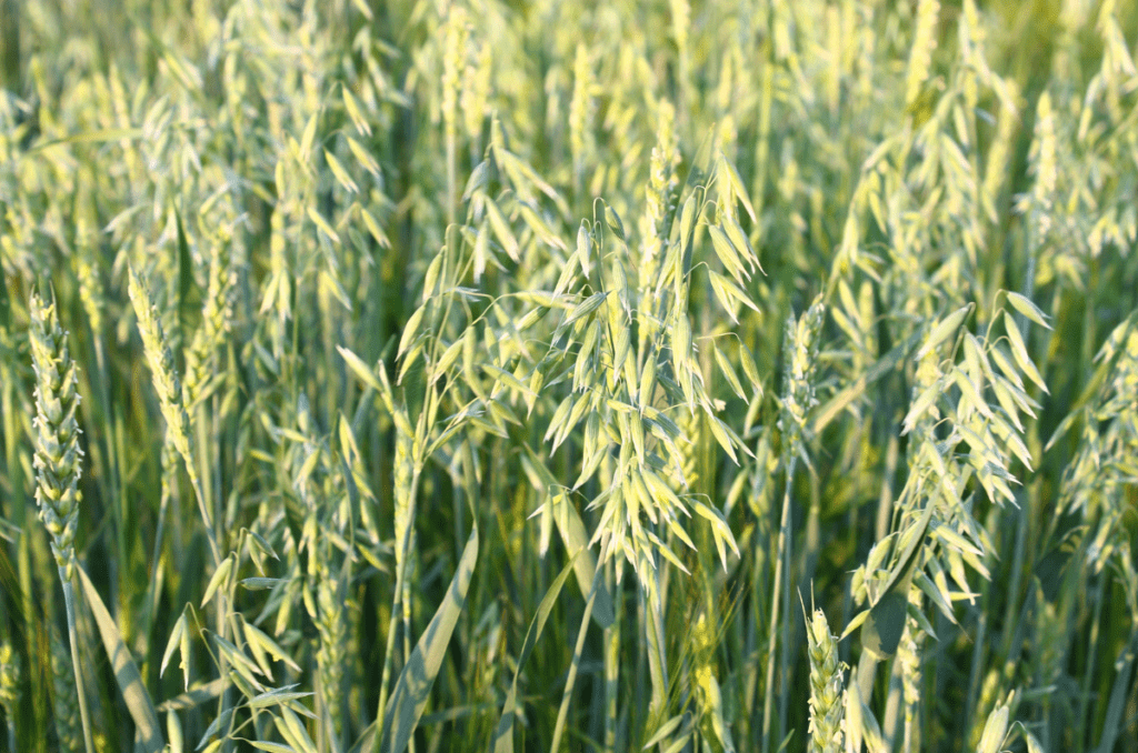 oats crop crops for raised beds