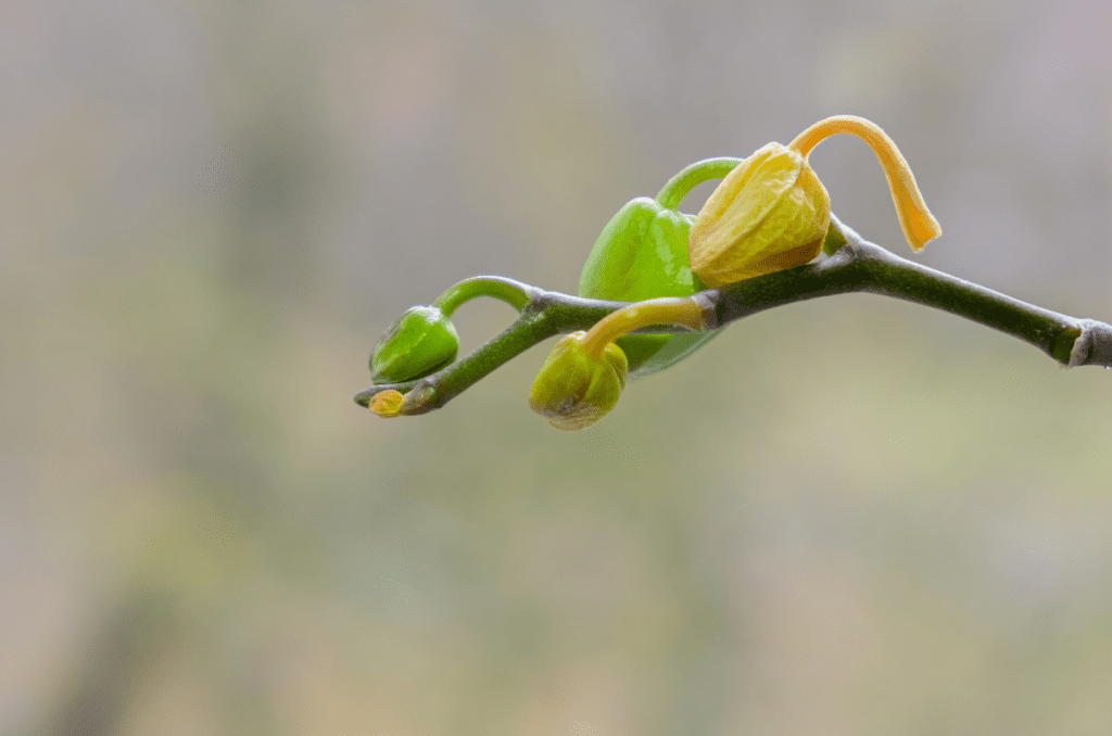 reblooming orchid flowers