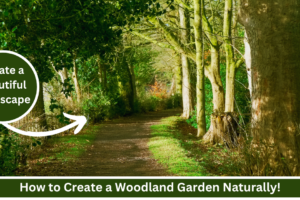 how to create a woodland garden