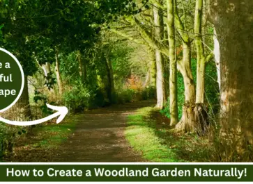 how to create a woodland garden