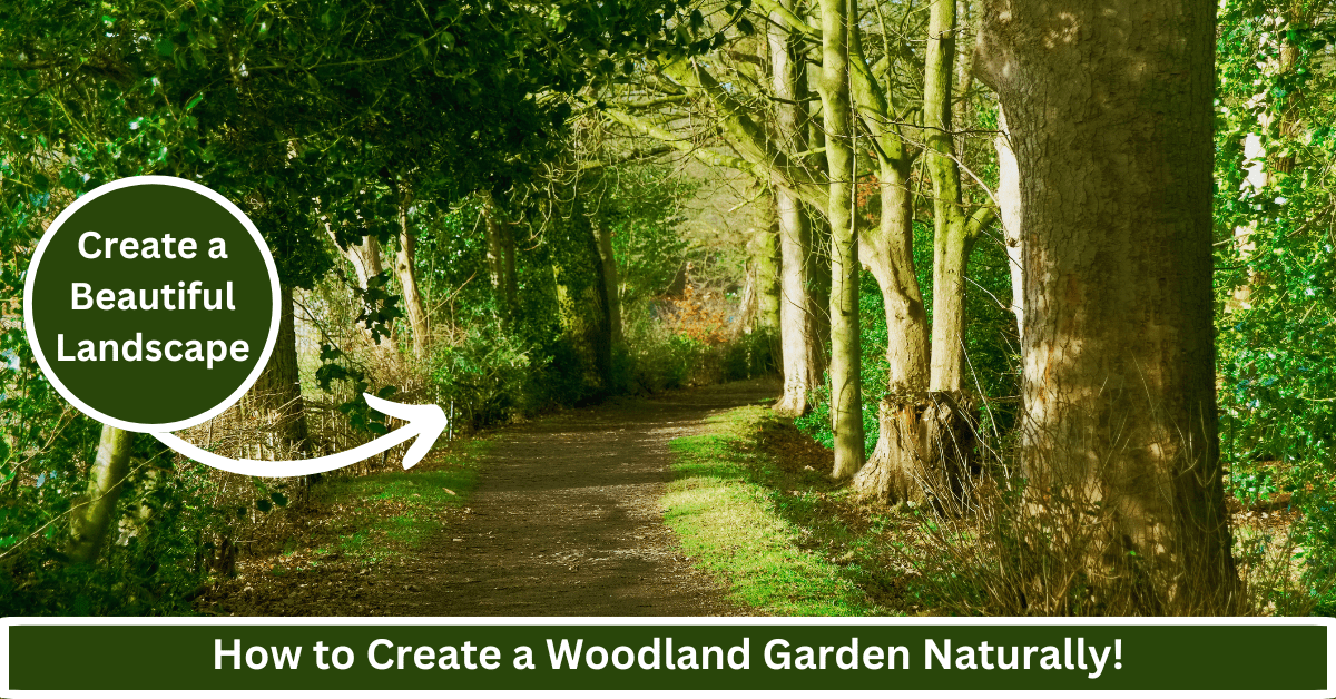 how to create a woodland garden