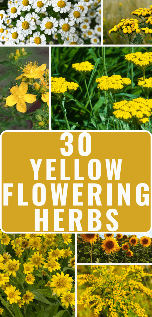 30 yellow flowering herbs Pinterest pin