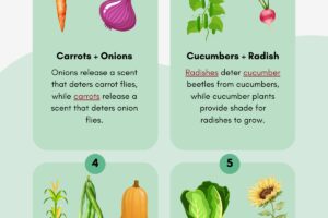 companion planting chart pdf