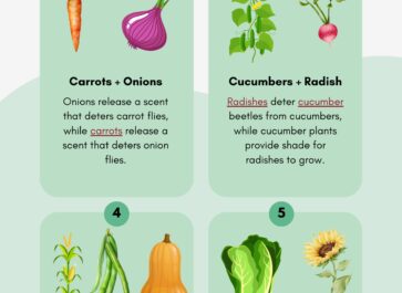 companion planting chart pdf