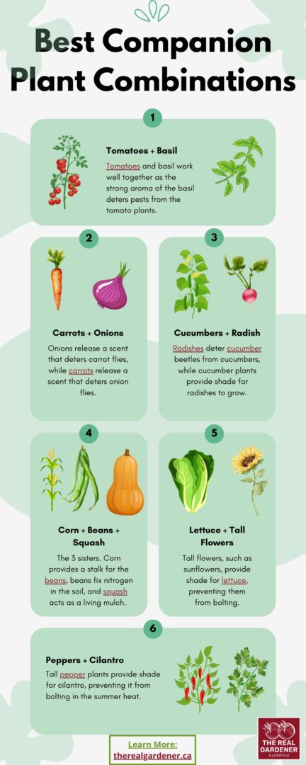 companion planting chart pdf