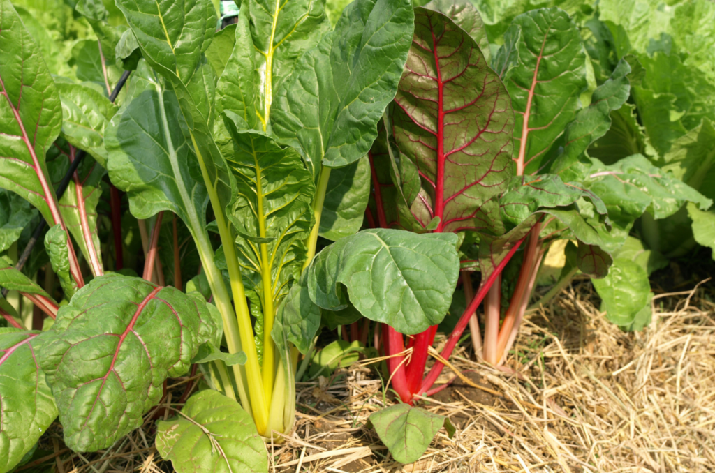 Swiss chard fast growing vegetables