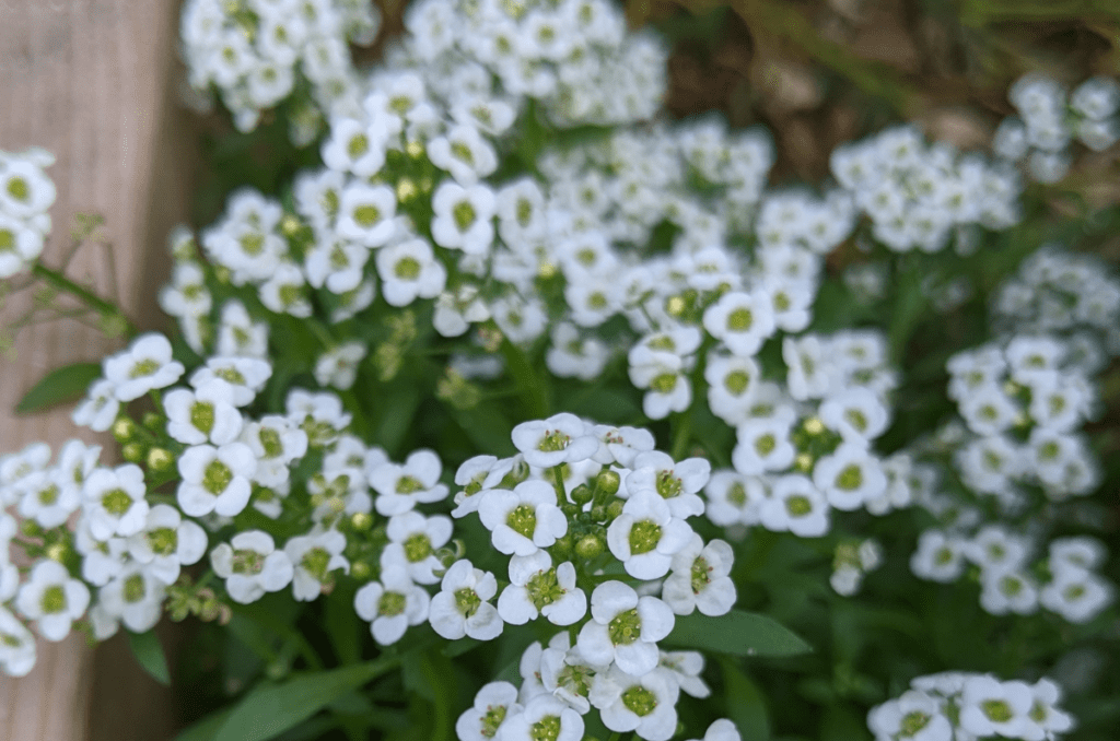 September flowers