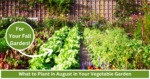 what to plant in august