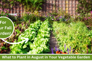 what to plant in august