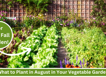 what to plant in august