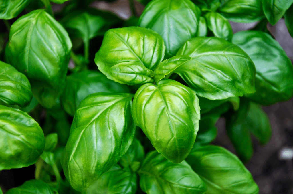 Basil fast growing vegetables