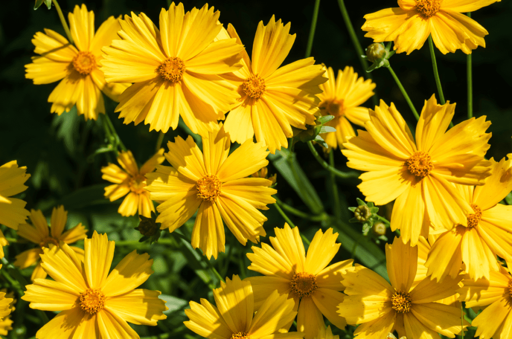 yellow flowering herbs