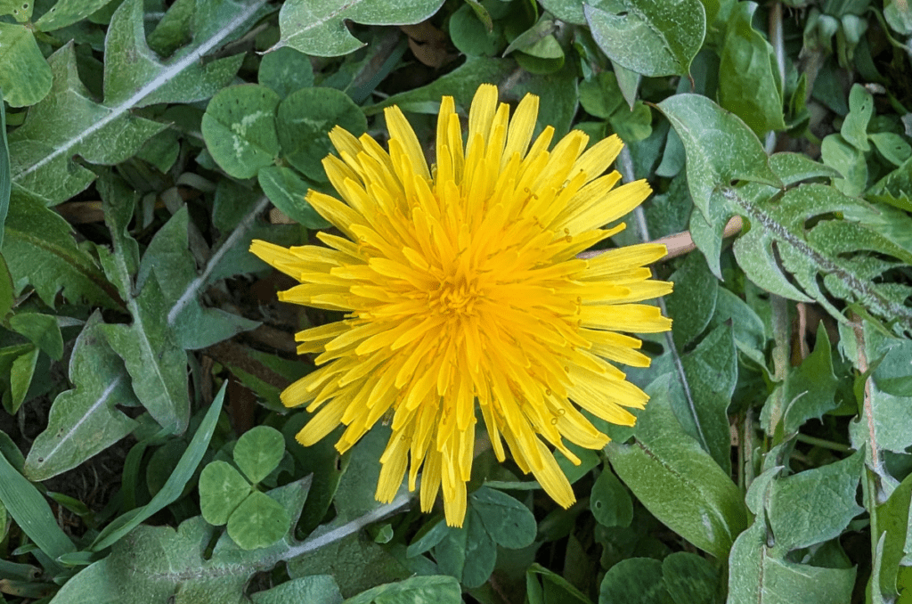 yellow flowering herbs