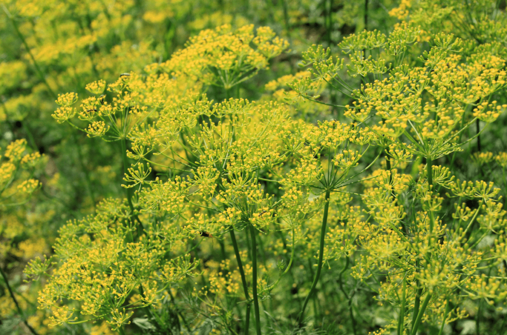 yellow flowering herbs