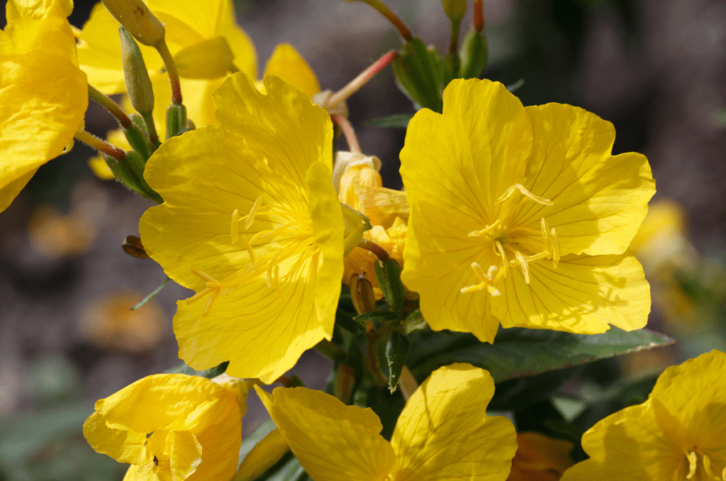 yellow flowering herbs