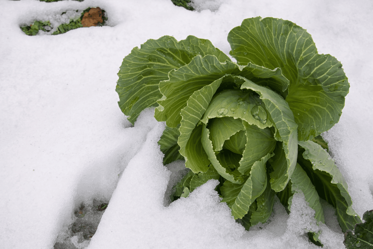 cabbage growing while covered in snow