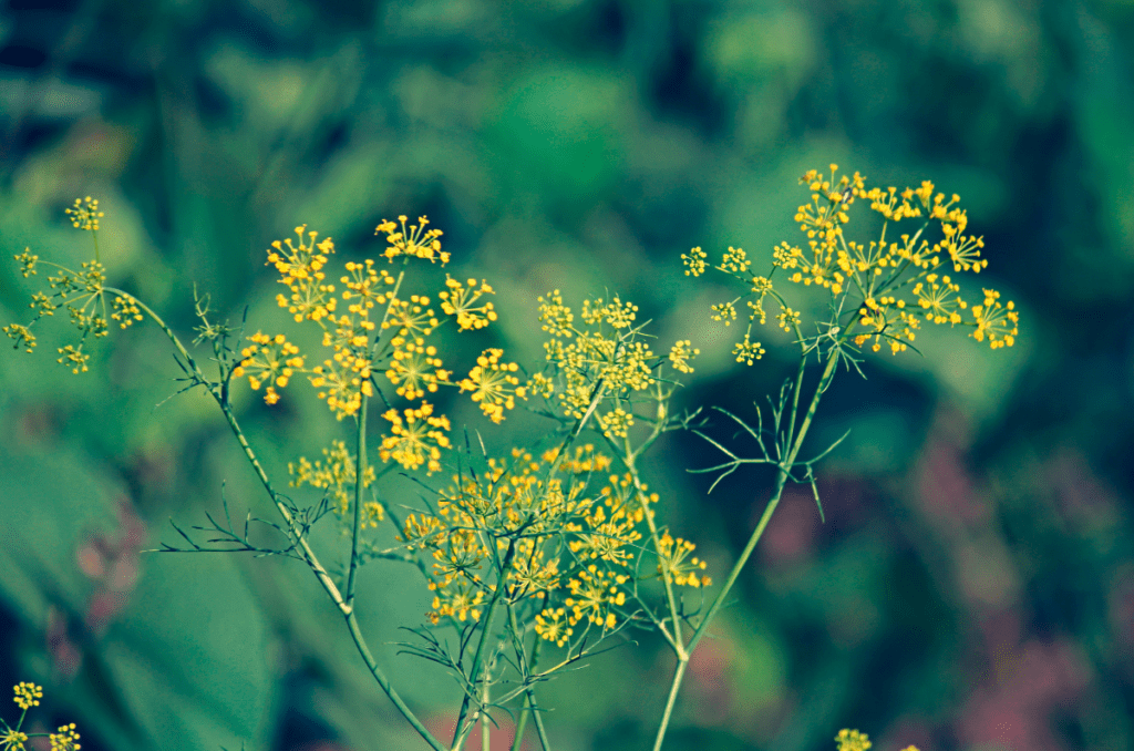 yellow flowering herbs