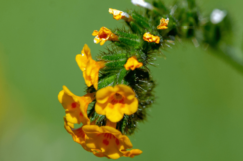 yellow flowering herbs