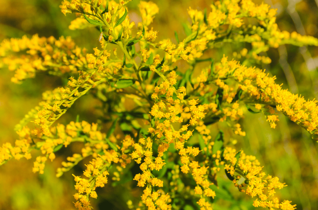 yellow flowering herbs