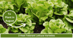 heat tolerant lettuce