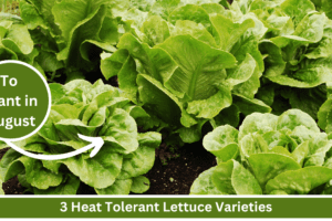 heat tolerant lettuce